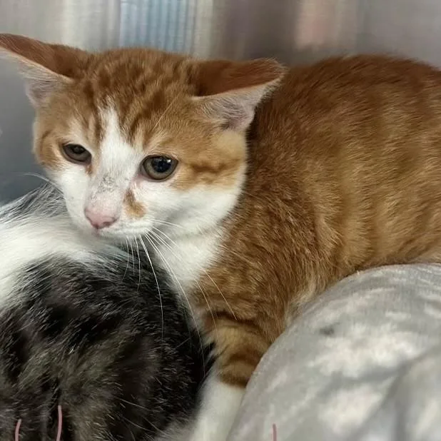 A young medium-sized male Orange & White Domestic Short Hair cat named Hearts for adoption in Allegan, MI
