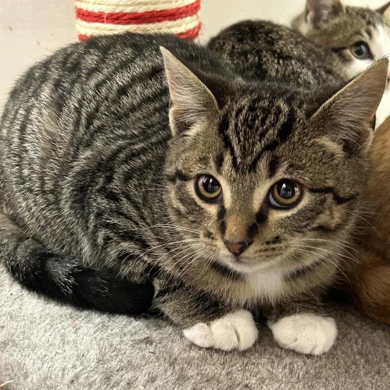 A young medium-sized male Brown / Chocolate Domestic Short Hair cat named Spritz for adoption in Brownsboro, AL