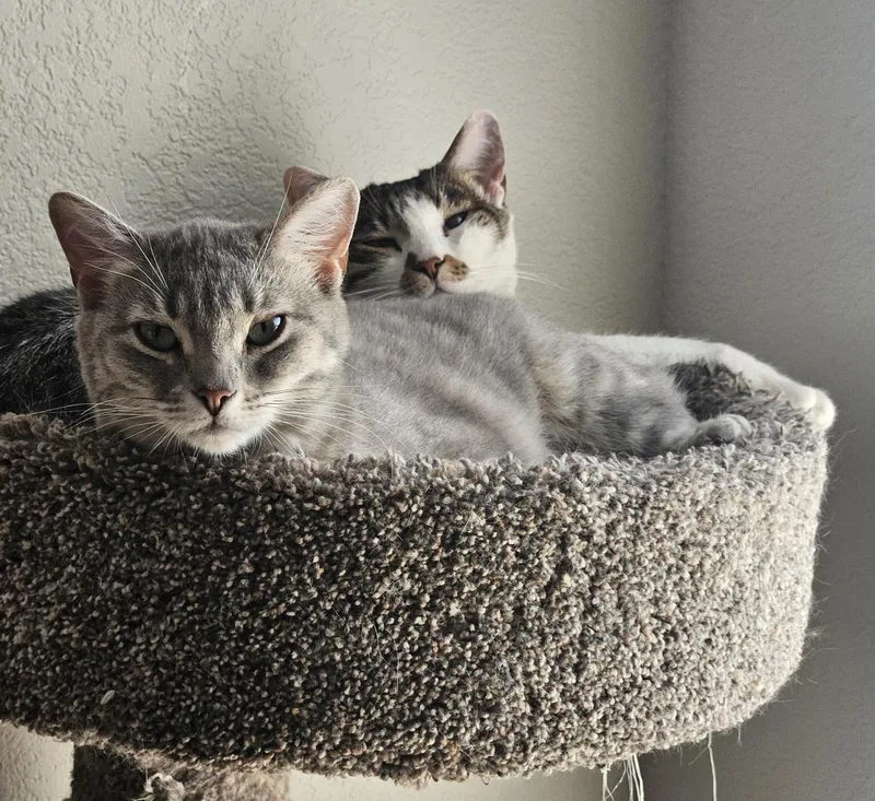 A young medium-sized female Gray / Blue / Silver Domestic Short Hair cat named Sirena Jimenez for adoption in Chandler, AZ