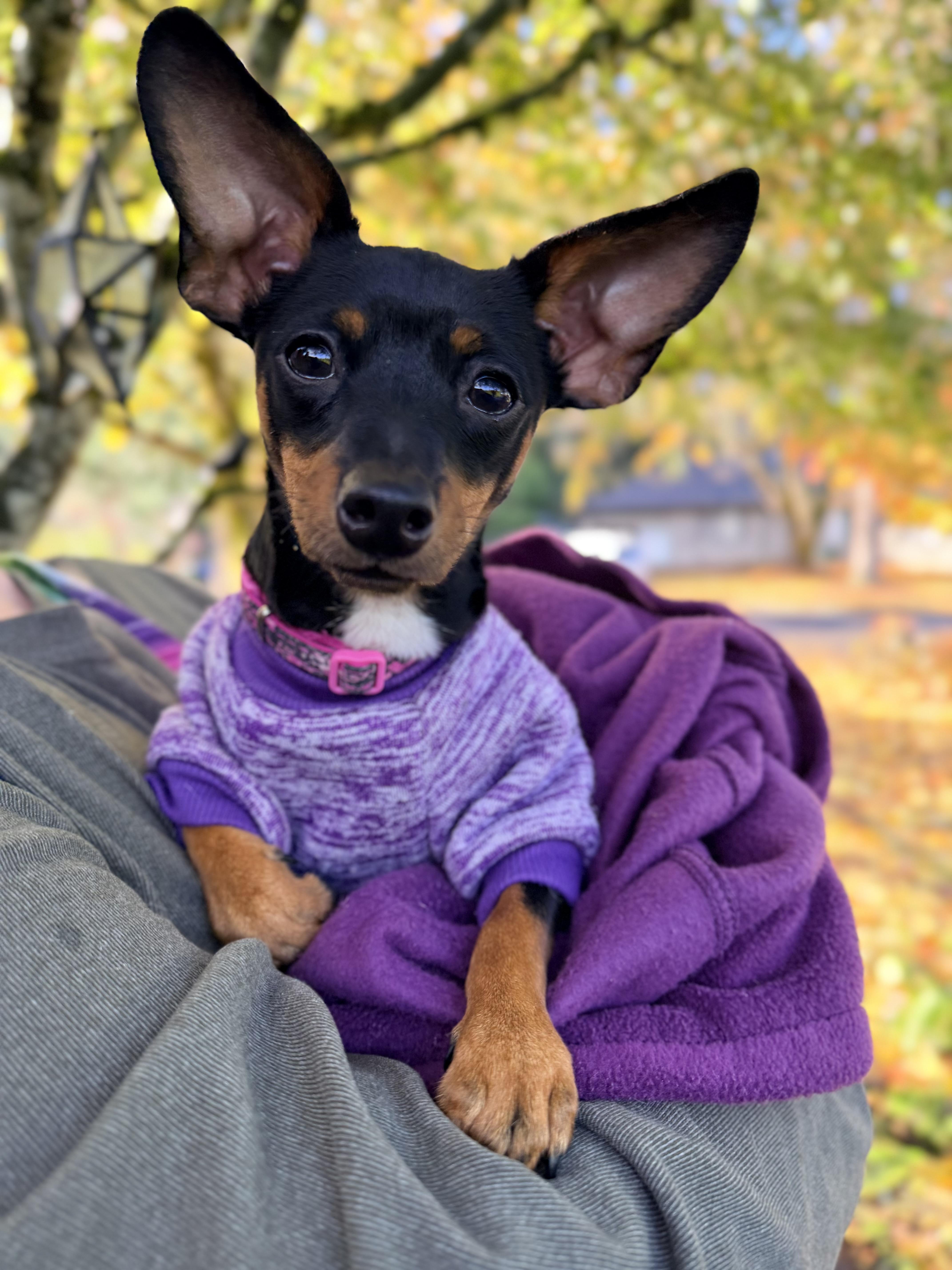 A young small-sized female Black Chihuahua dog named Jenga for adoption in Beavercreek, OR