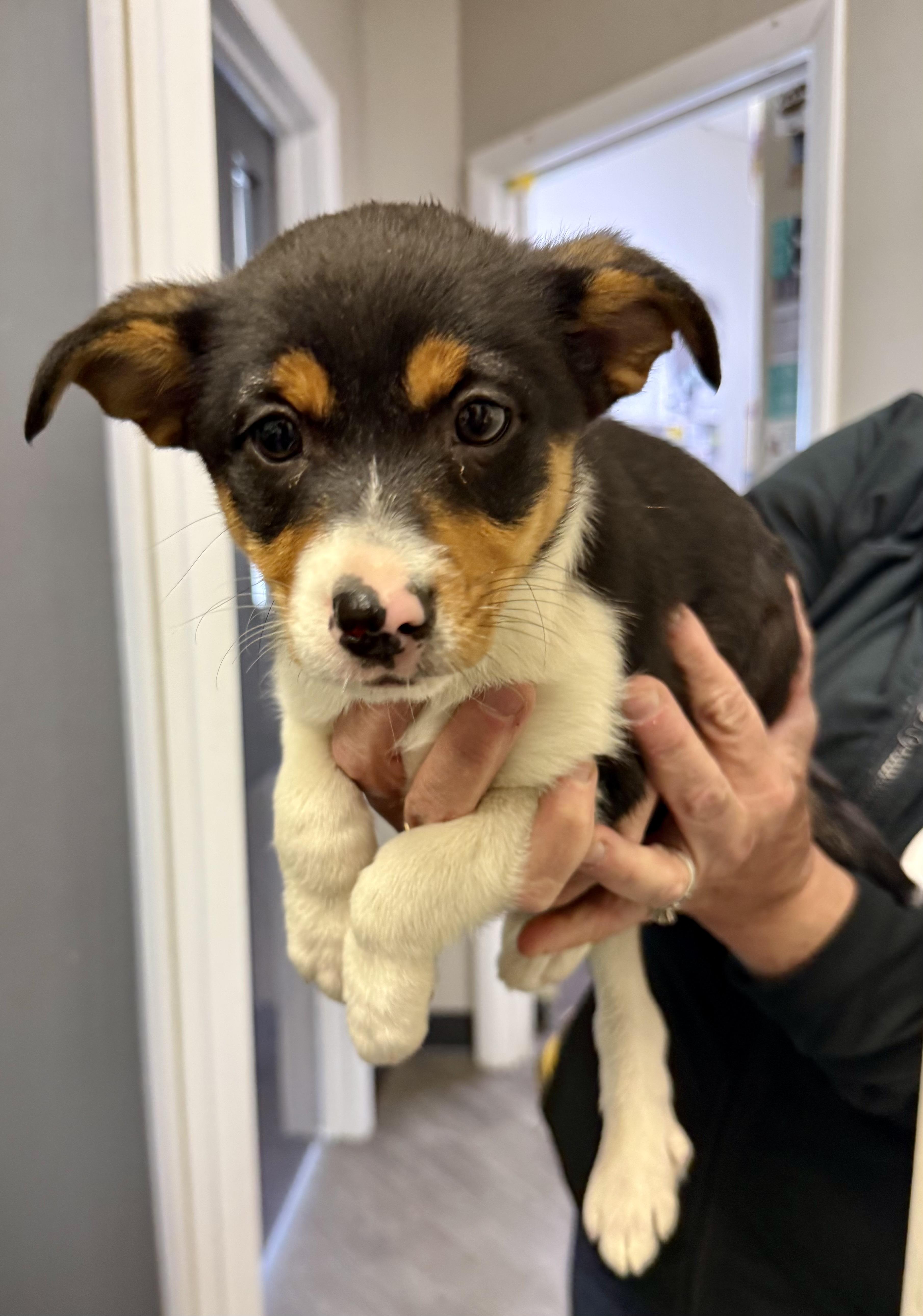 A baby medium-sized female Tricolor (Brown, Black, & White) Rat Terrier dog named Principessa Peach for adoption in Media, PA
