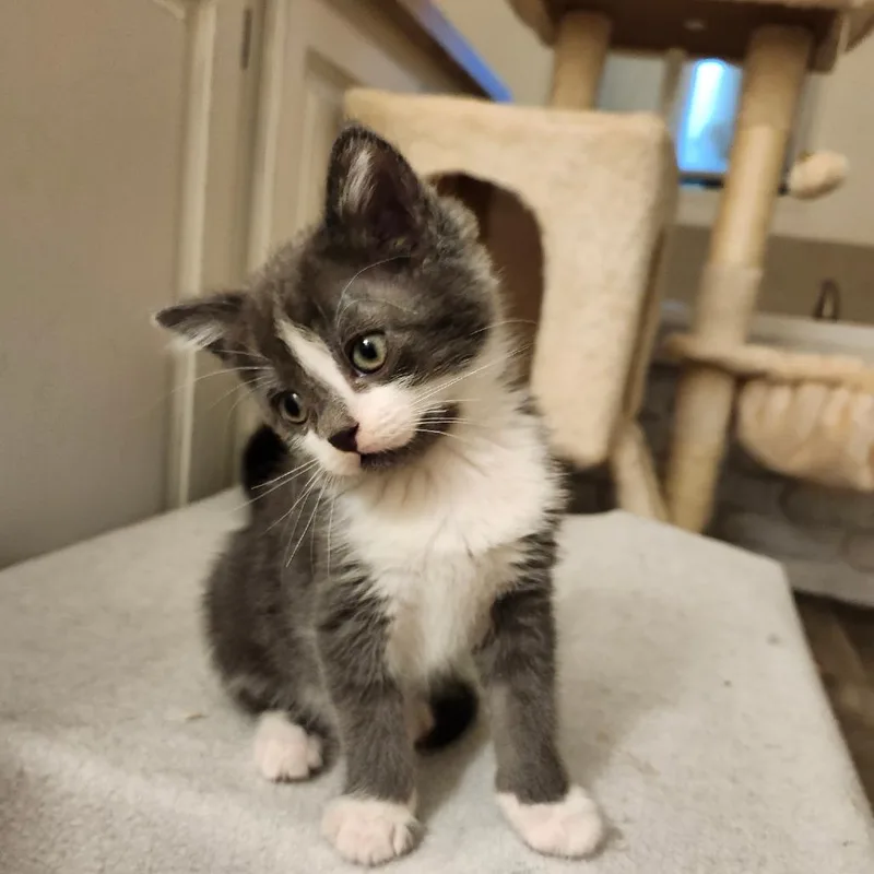 A baby small-sized male Gray / Blue / Silver Domestic Short Hair cat named Scout for adoption in Layton, UT