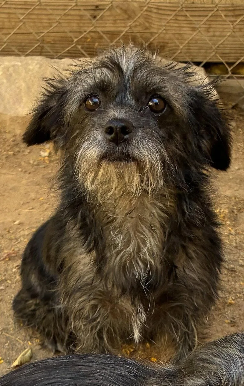 An adult small-sized female Terrier dog named Sassy for adoption in Apple Valley, CA