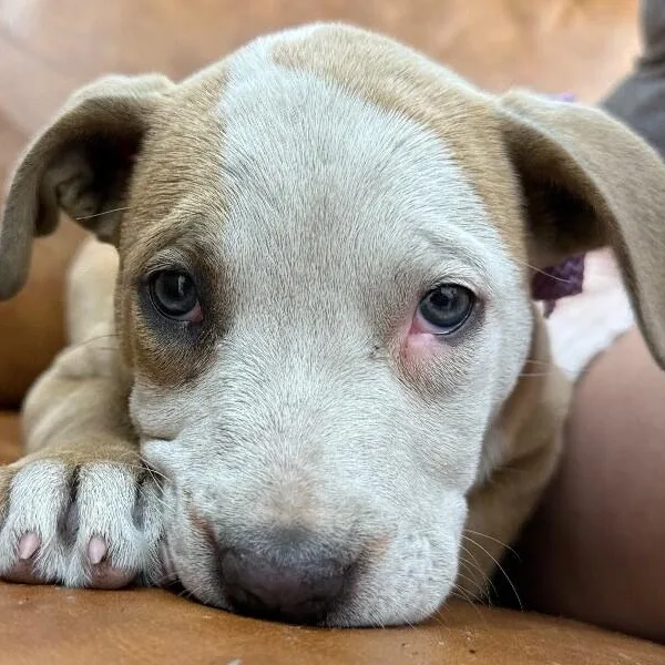 A baby medium-sized female White / Cream Labrador Retriever dog named Tot Cutesy for adoption in Friendswood, TX