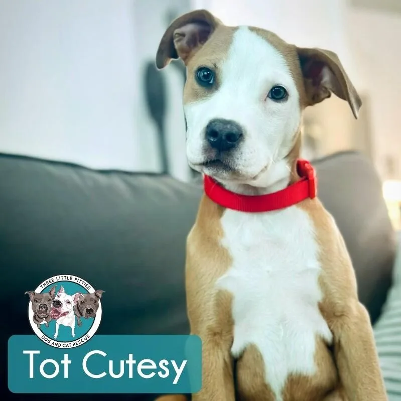 Tot Cutesy thumbnail 3