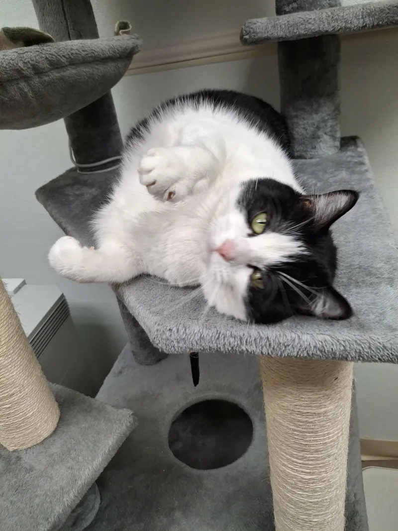 An adult medium-sized female Black & White / Tuxedo Domestic Short Hair cat named Olive for adoption in Gonic, NH