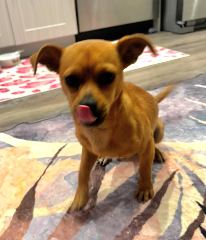 A young medium-sized male Chihuahua dog named Nacho for adoption in Royal Palm Beach, FL
