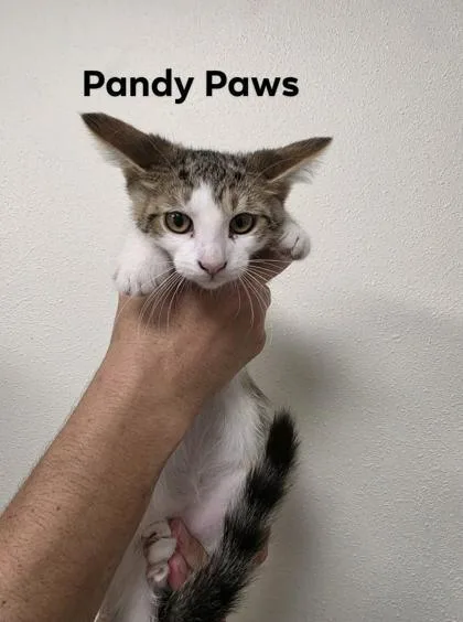 A baby medium-sized female Domestic Short Hair cat named Pandy Paws for adoption in Aberdeen, SD