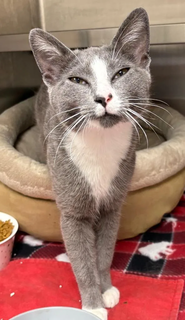 A young medium-sized male Domestic Short Hair cat named Thomas for adoption in Greeneville, TN