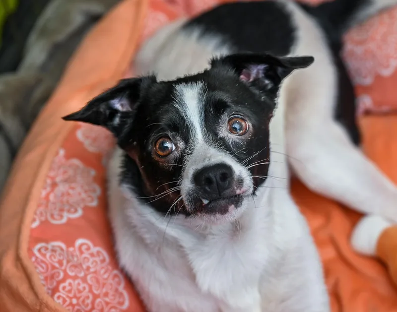 An adult small-sized male Black Chihuahua dog named Felix for adoption in Chattanooga, TN