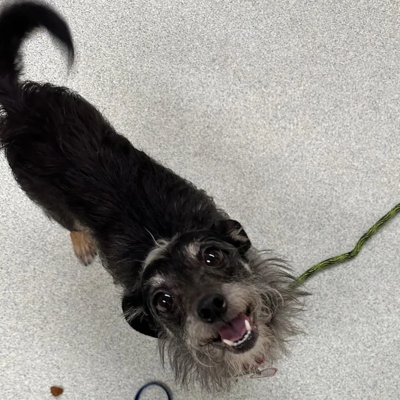 An adult small-sized female Gray / Blue / Silver Chihuahua dog named Spice for adoption in Springfield, MA