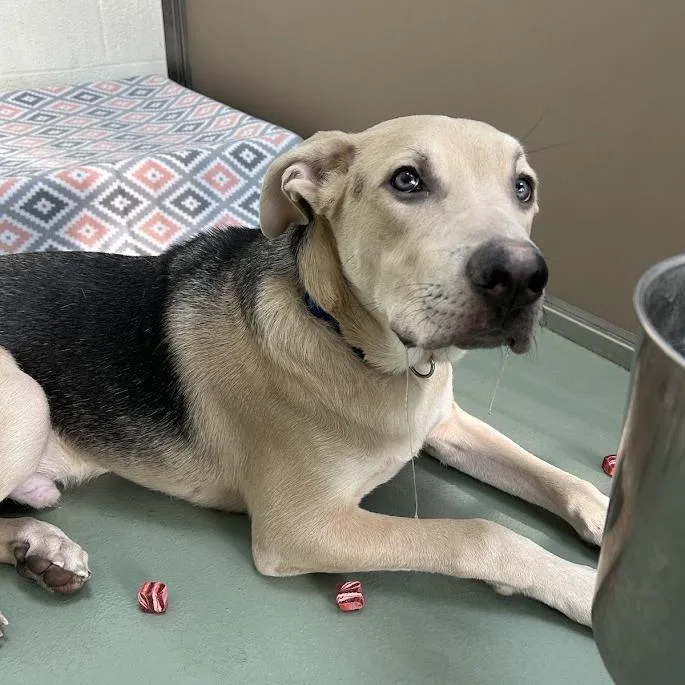 A young medium-sized male Yellow / Tan / Blond / Fawn Catahoula Leopard Dog dog named Oreo for adoption in Lyndhurst, VA