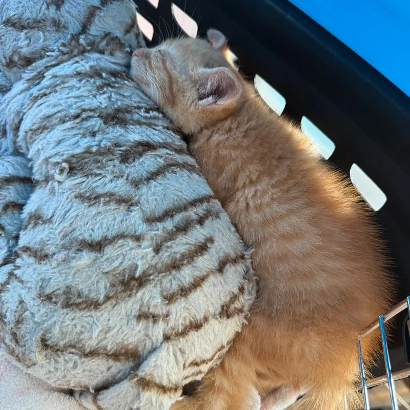 A baby small-sized male Orange / Red Domestic Short Hair cat named Leroy Jenkins for adoption in Port Richey, FL