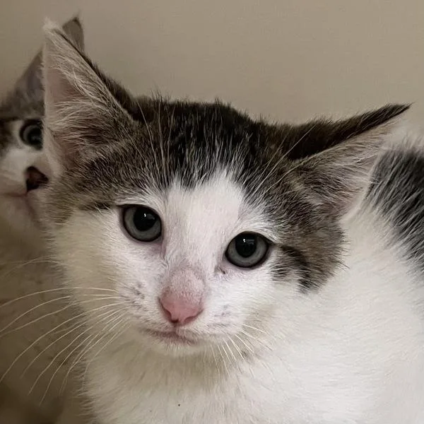A baby medium-sized male Domestic Medium Hair cat named Pocket Lint for adoption in Silverdale, WA