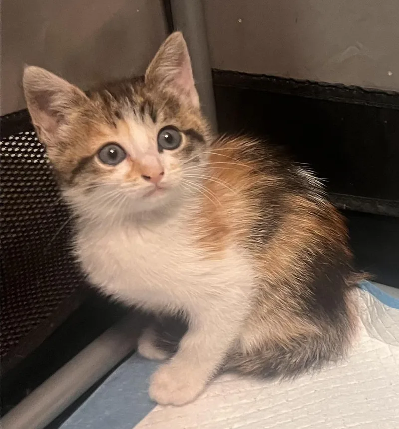 A baby medium-sized female Orange & White Domestic Short Hair cat named Bowie for adoption in Salinas, CA
