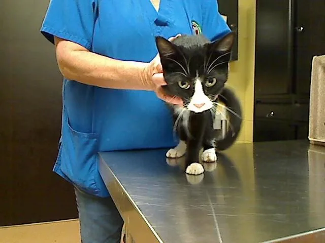 A young medium-sized male Domestic Short Hair cat named Tux for adoption in Cookeville, TN
