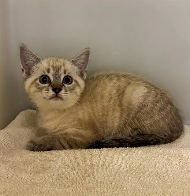 A baby small-sized male Domestic Short Hair cat named Flint for adoption in Statesville, NC