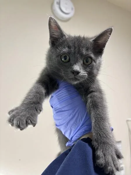 A baby small-sized female Domestic Short Hair cat named Bookend for adoption in Sherwood, OR