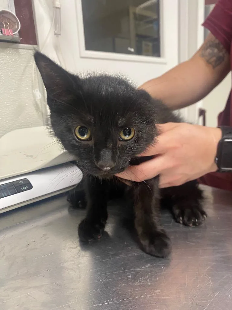 A baby medium-sized male Domestic Short Hair cat named Macchiato for adoption in Fall River, MA