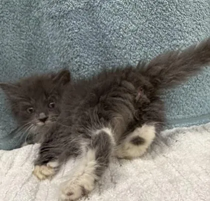 A baby small-sized female Domestic Long Hair cat named Echo for adoption in Wilkesboro, NC
