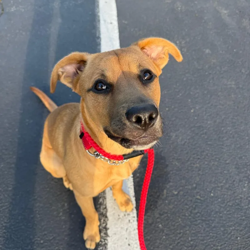 A young medium-sized female Retriever dog named Bumble Bee for adoption in Medford, NY