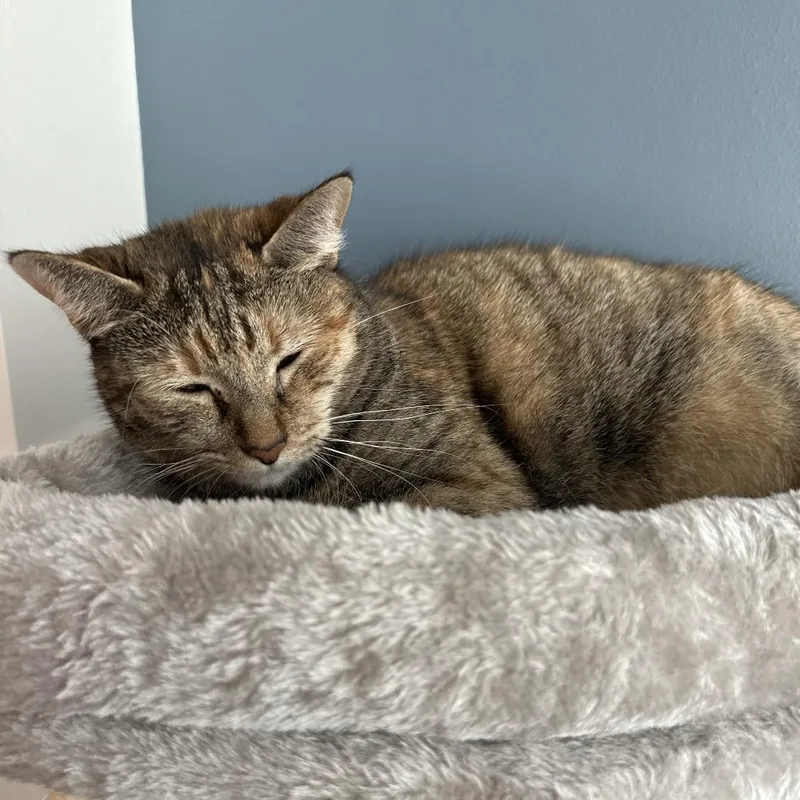 A senior large-sized female Buff / Tan / Fawn Domestic Short Hair cat named Cleo for adoption in West Palm Beach, FL