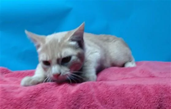 A baby small-sized male Domestic Short Hair cat named Linus for adoption in Gardena, CA