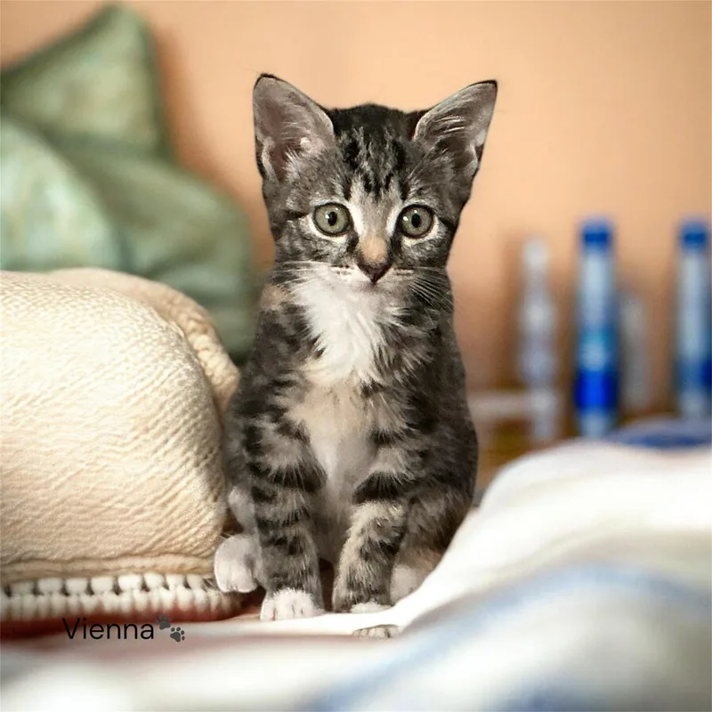 A baby medium-sized female Black & White / Tuxedo Domestic Short Hair cat named Vienna & Oreo for adoption in North Bergen, NJ