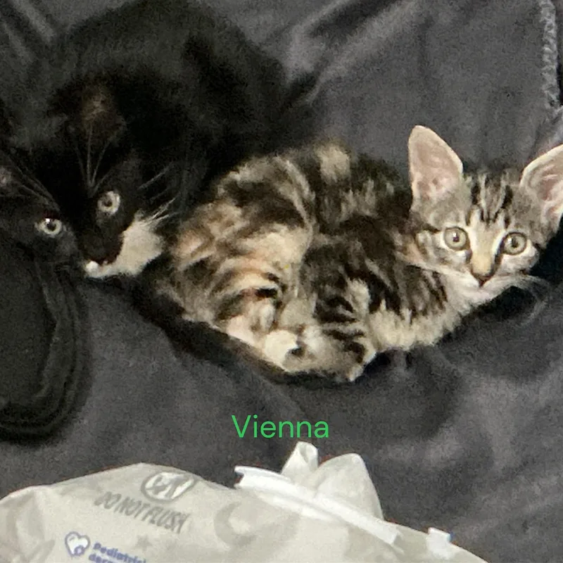 Vienna & Oreo thumbnail 3