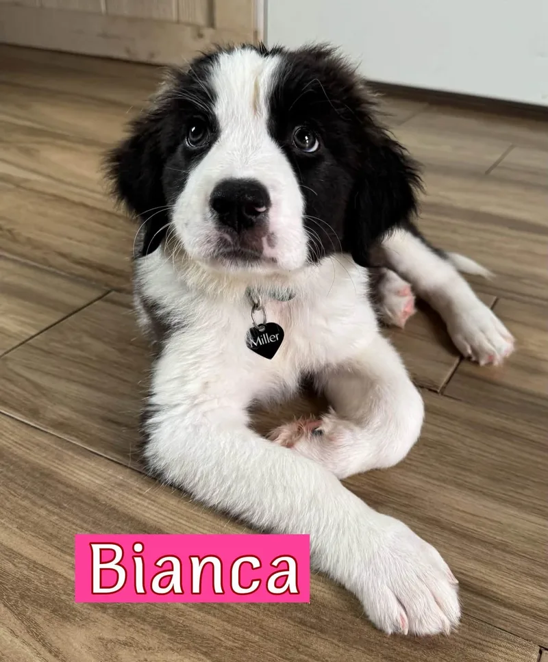 A baby medium-sized female English Pointer dog named Bianca for adoption in Southlake, TX