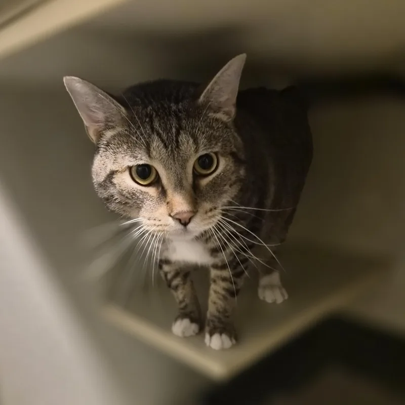 An adult large-sized male Tabby (Brown / Chocolate) Domestic Short Hair cat named Rocket for adoption in Cornelius, NC