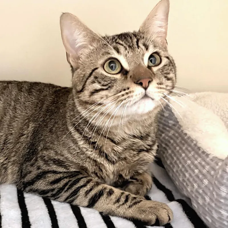 An adult large-sized male Brown / Chocolate Domestic Short Hair cat named Rowdy for adoption in Sarasota, FL