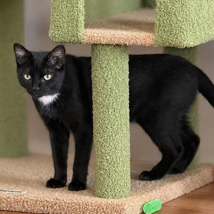 A young medium-sized male Domestic Short Hair cat named Linus for adoption in Roanoke, VA