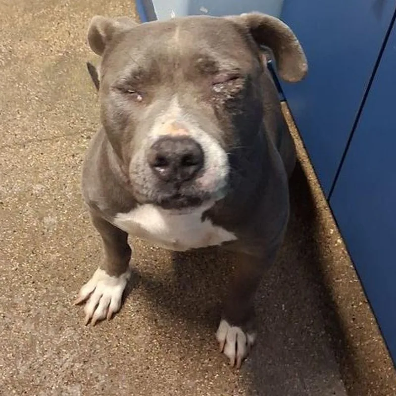 An adult large-sized female American Staffordshire Terrier dog named Verobella for adoption in Kingman, AZ