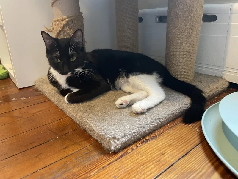 An adult medium-sized female Tuxedo cat named Joyce for adoption in Philadelphia, PA