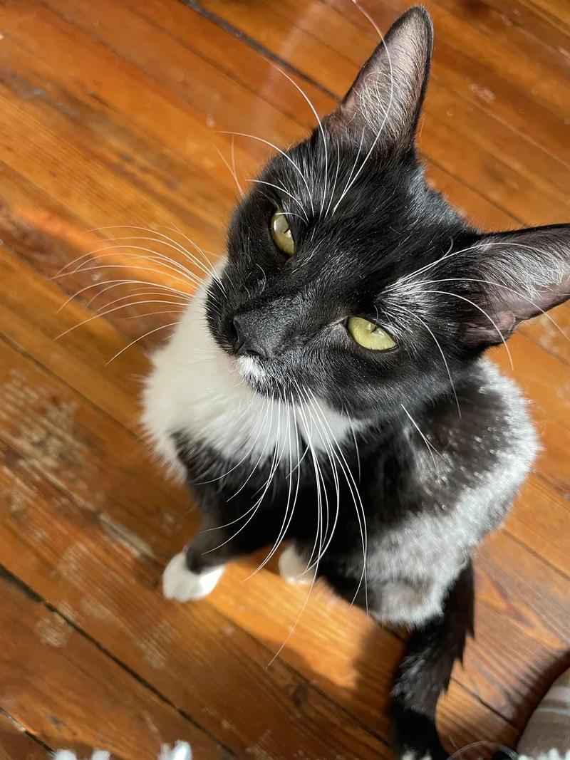 Joyce thumbnail 3