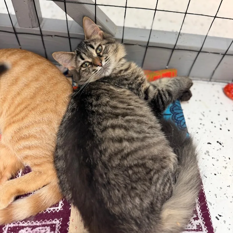 A baby small-sized female Domestic Medium Hair cat named Kailani for adoption in Portage, MI
