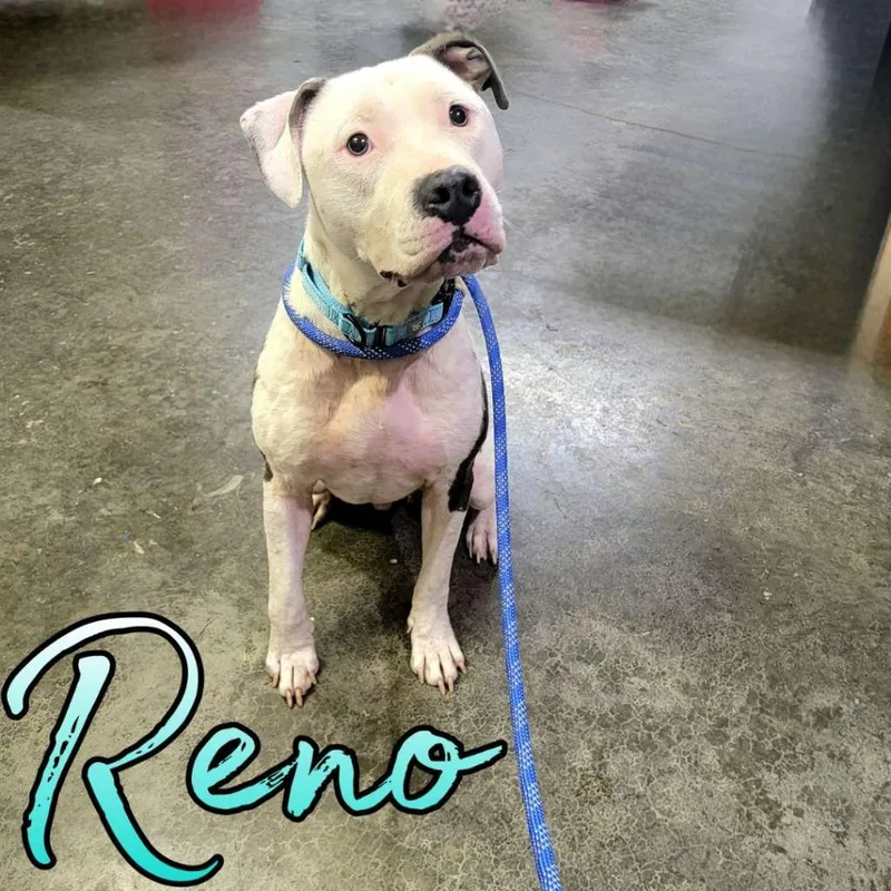 An adult large-sized male Pit Bull Terrier dog named Reno for adoption in Hillsboro, OH
