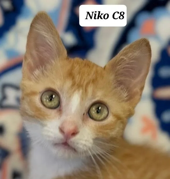A baby medium-sized male Orange & White Domestic Short Hair cat named Niko for adoption in Morganton, NC