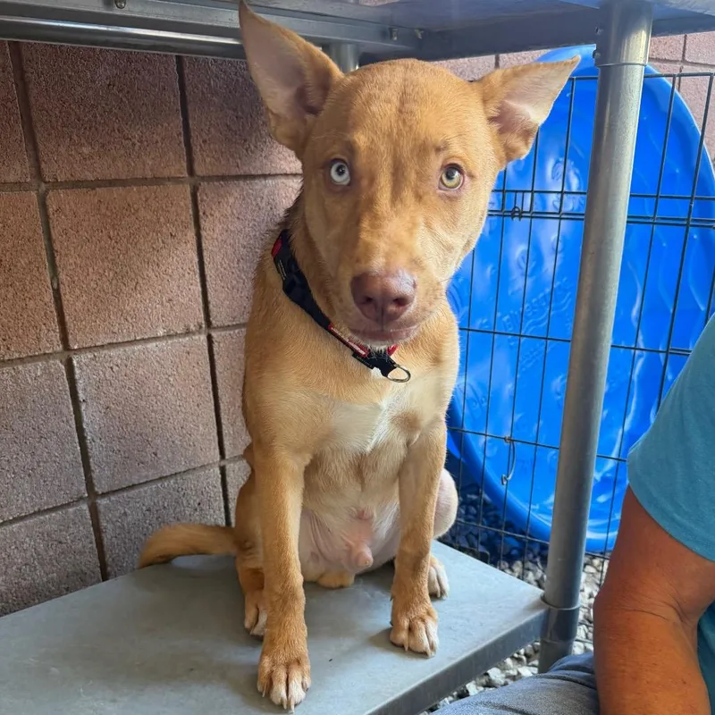 A baby medium-sized male Yellow / Tan / Blond / Fawn Husky dog named Trevor for adoption in Palm Springs, CA