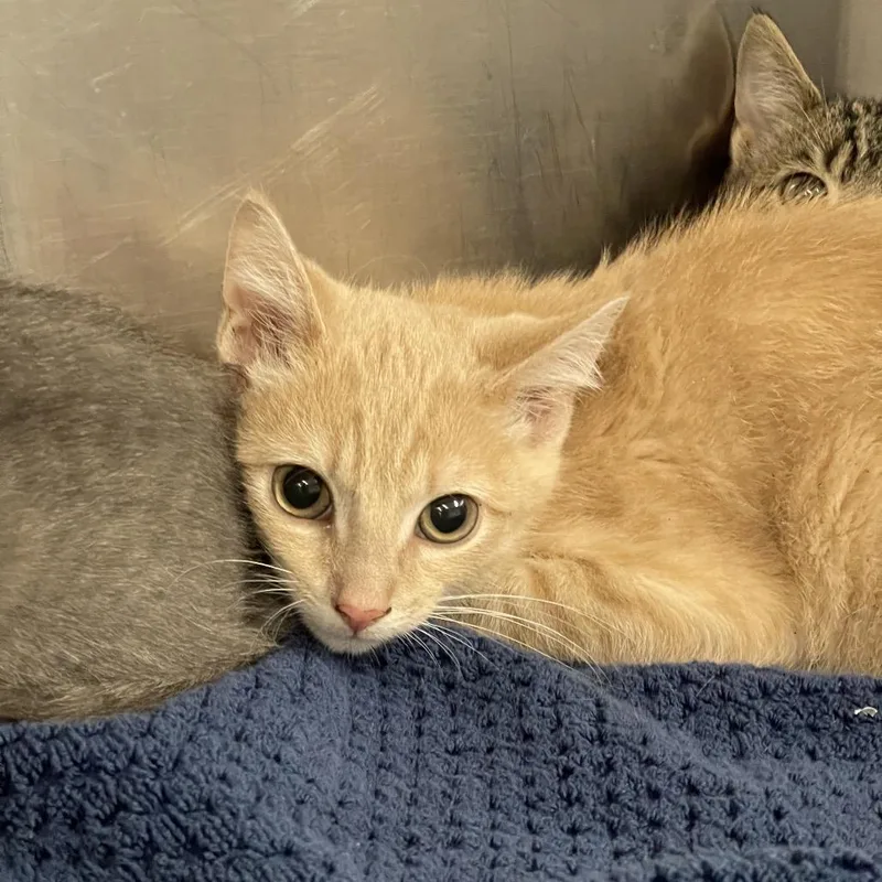 A baby small-sized male Orange / Red Domestic Short Hair cat named Brandon for adoption in Tulsa, OK