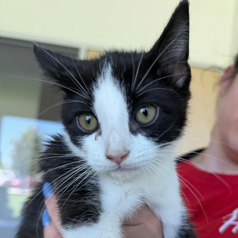 A baby small-sized male Black Domestic Short Hair cat named Mex for adoption in Leander, TX