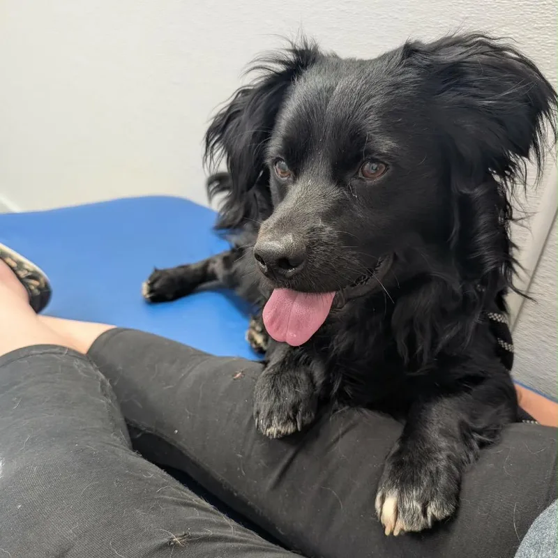 A young medium-sized male Black Mixed Breed dog named Tucker for adoption in Alexandria, VA