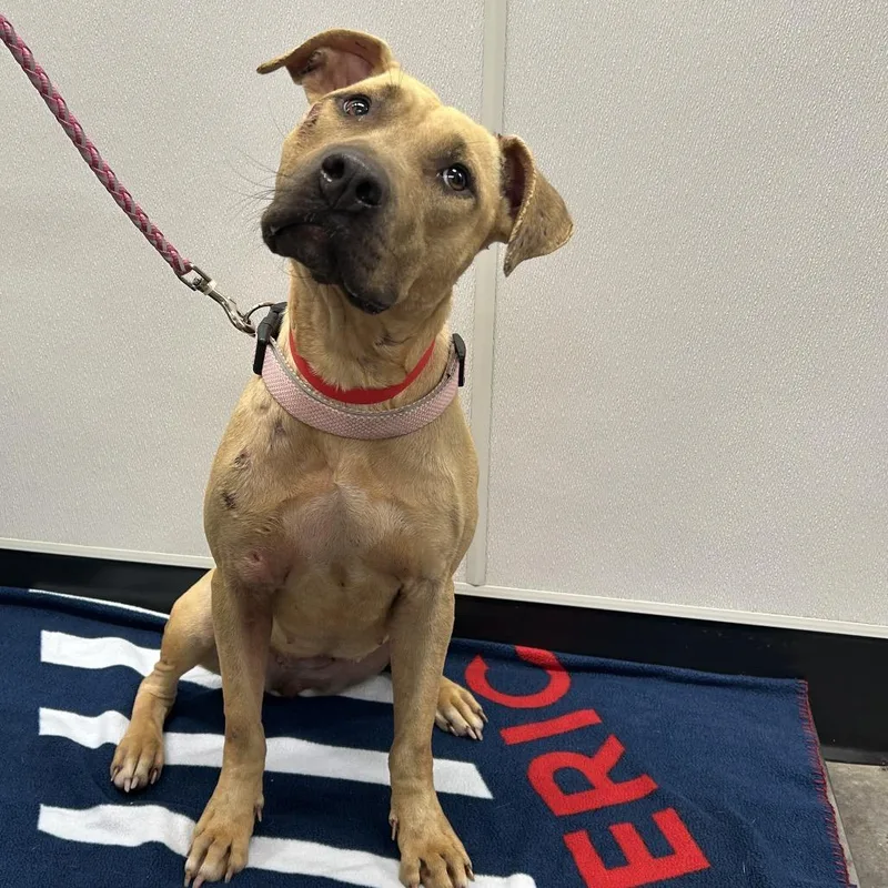 An adult medium-sized female Yellow / Tan / Blond / Fawn Terrier dog named Elle for adoption in Tampa, FL