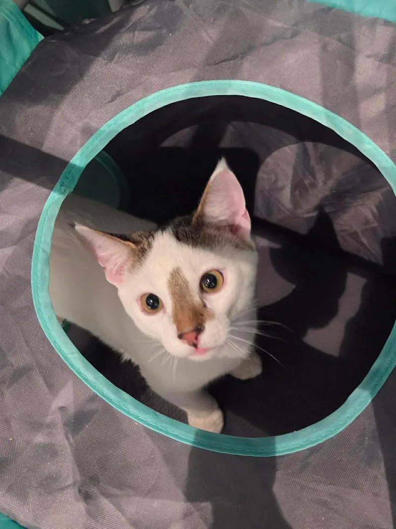 A young large-sized male Gray & White Domestic Short Hair cat named Snowball for adoption in Oakboro , NC