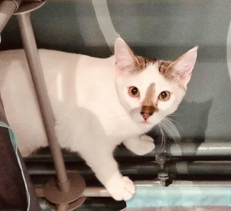 Snowball thumbnail 2