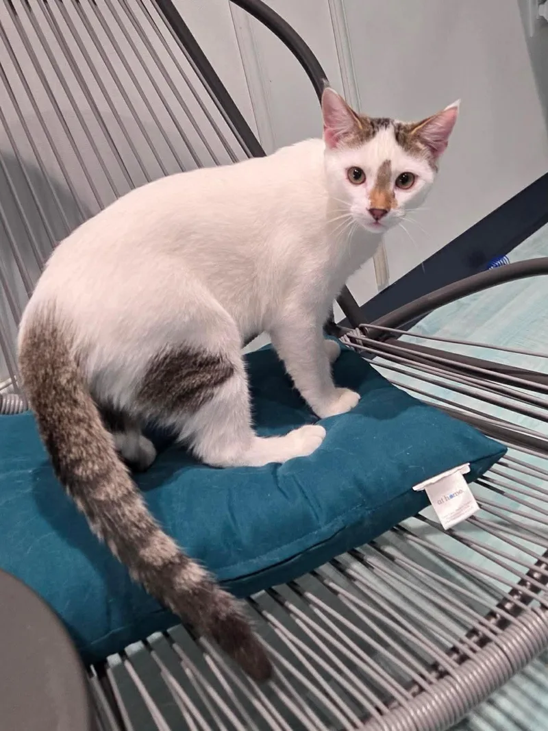 Snowball thumbnail 3