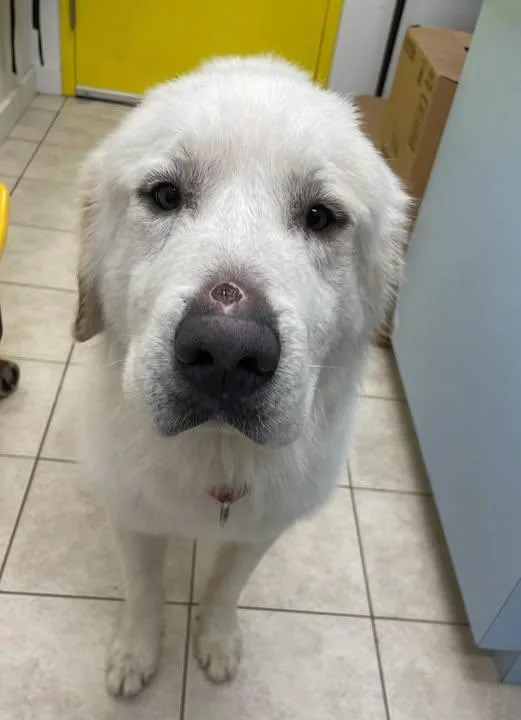 An adult large-sized male White / Cream Great Pyrenees dog named Brody for adoption in Southold, NY