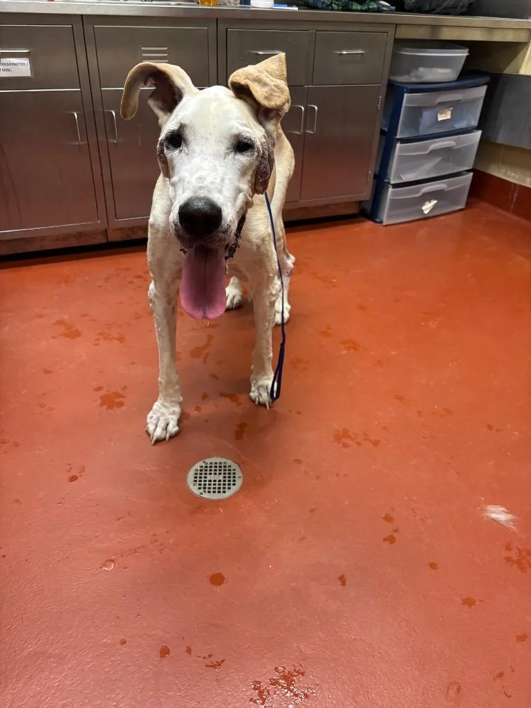 Loretta