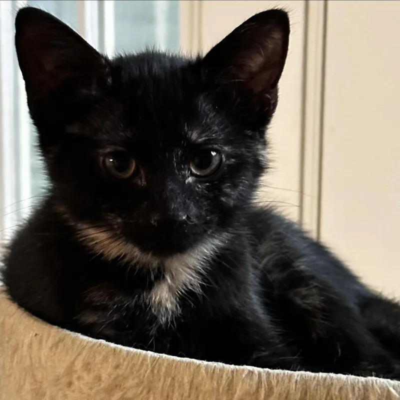 A baby small-sized female Domestic Short Hair cat named Mavis for adoption in Cumming, GA